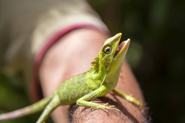 Portrait d'un petit iguane vert sur une main d'homme sur une île tropicale de Bali, Indonésie. Gros plan, macro — Photo