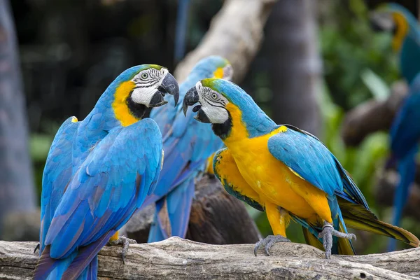 Синій і жовтий папуга ара, Ara ararauna, також відомий як синій і Золотий ара в Бангкоку, Таїланд — стокове фото