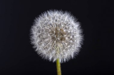 Bir karahindiba. Karahindiba kabartmak. Karahindiba sakin soyut kapatmak kadar siyah arka plan