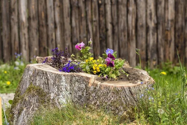 Dekoratives Blumenbeet mit Blumen auf dem Baumstumpf, Nahaufnahme — Stockfoto