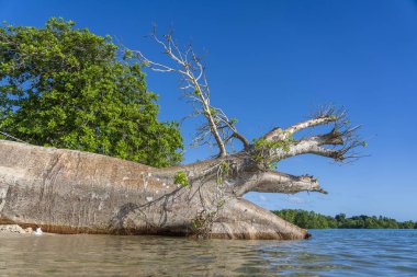 Tanzanya, Afrika 'daki Zanzibar adasında deniz suyunda devrilmiş büyük baobab ağacı.
