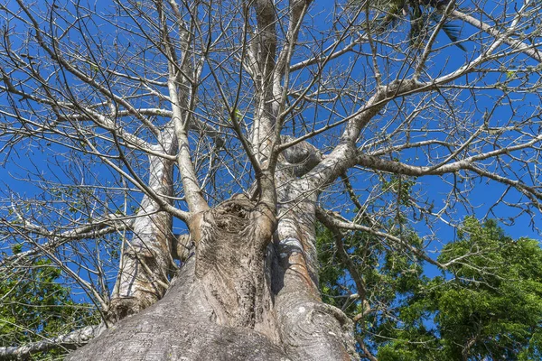 Ένα μεγάλο δέντρο baobab στην παραλία στο νησί Zanzibar, Τανζανία, Αφρική — Φωτογραφία Αρχείου