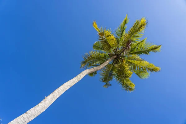 Coconut palm tree perspective view from floor high up on the beach, Zanzibar, Tanzania — Stockfoto