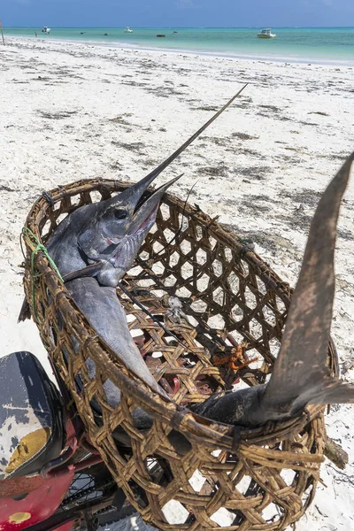 Pesce marlin pescato di recente in un cesto di paglia su una moto sulla spiaggia di Zanzibar Island, Tanzania, Africa, da vicino — Foto Stock