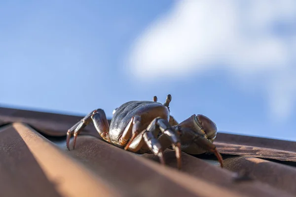 Red crab on the roof on blue sky background, island of Zanzibar, Tanzania, Africa. Close up — 스톡 사진