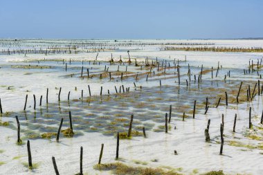 Zanzibar, Tanzanya, Afrika 'da deniz yosunlu bir deniz bahçesi.