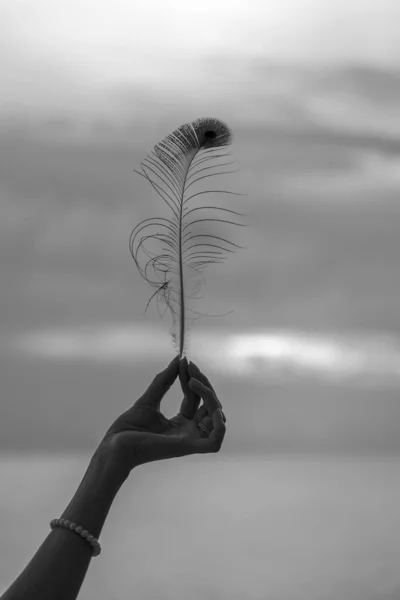 Female hand holds peacock feather against a beautiful sunset near sea on tropical beach, close up. Black and white — Stock Photo, Image