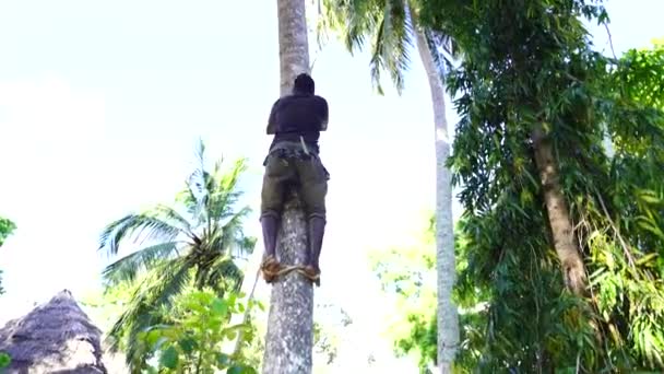 Zanzibar Tanzania Października 2019 Wieśniak Wspina Się Palmę Kokosową Zbiera — Wideo stockowe