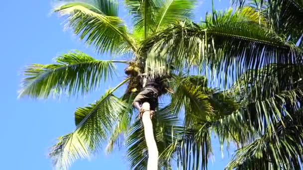 Zanzibar Tanzania Października 2019 Wieśniak Wspina Się Palmę Kokosową Zbiera — Wideo stockowe