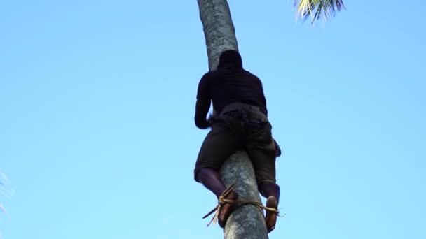 Zanzibar Tanzania Października 2019 Wieśniak Wspina Się Palmę Kokosową Zbiera — Wideo stockowe