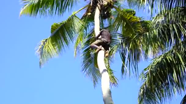 Zanzibar Tanzanie Října 2019 Vesničan Šplhá Kokosovou Palmu Sbírá Kokosové — Stock video