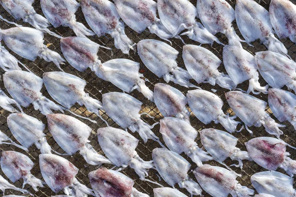 Calamari freschi vengono essiccati al sole sull'isola di Koh Phangan, Thailandia — Foto Stock