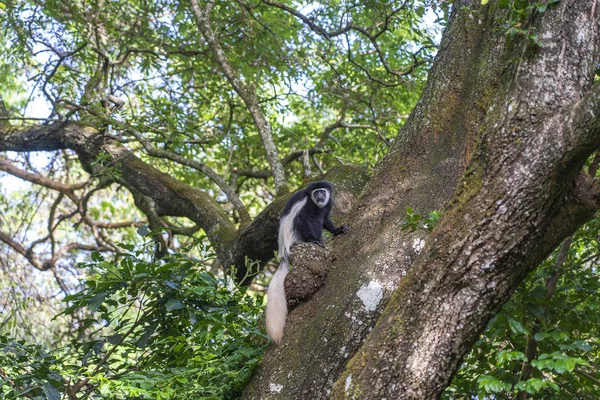 Wild colobus guereza aap zittend op de tak in tropisch bos nabij stad Arusha, Tanzania, Afrika — Stockfoto