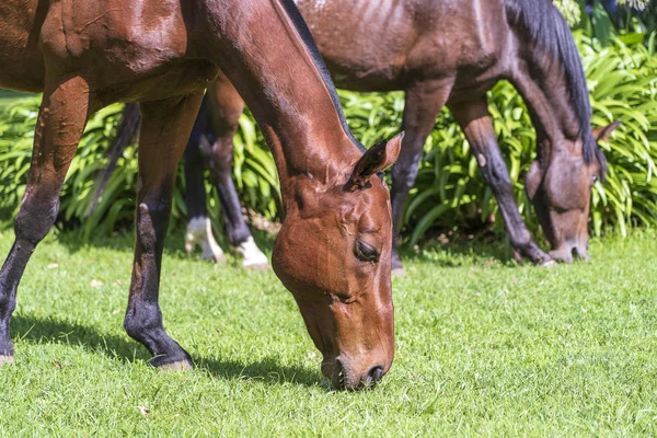 Cavalo pastando na grama verde no jardim tropical. Tanzânia, África — Fotografia de Stock