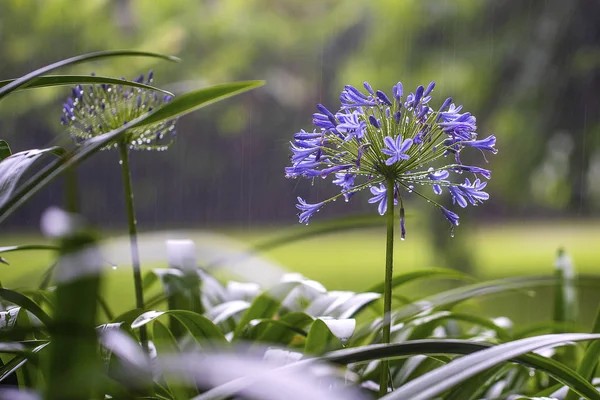 Agapanthus praecox, blue lily flower during tropical rain, close up. African lily or Lily of the Nile is popular garden plant in Amaryllidaceae family. Tanzania, Africa
