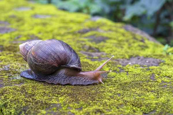 Große Schnecke im Gehäuse kriecht auf Moos, Sommertag im Garten in Ruscha, Tansania, Afrika — Stockfoto