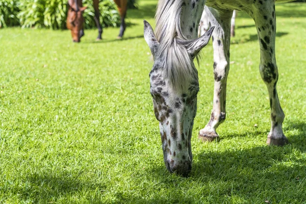 Tropikal bahçede yeşil çimlerde at otluyor. Tanzanya, Afrika — Stok fotoğraf