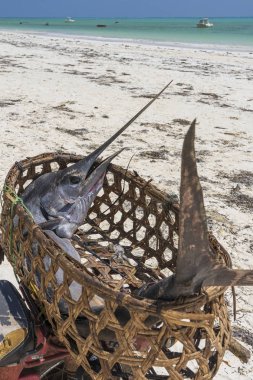 Afrika, Tanzanya 'daki Zanzibar Adası plajında bir motosiklette saman sepetinde büyük kılıçbalığı yakaladım.