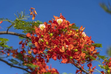 Mavi gökyüzünde kırmızı tropikal çiçekleri olan yaz renkli ağaç. Doğu Afrika, Tanzanya 'daki Zanzibar adasında.