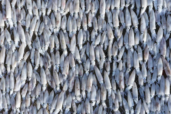 Färska bläckfiskar torkas i solen på ön Koh Phangan, Thailand — Stockfoto