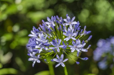 Agapanthus praecox, mavi zambak çiçeği, yaklaş. Afrika zambağı ya da Nil zambağı, Amarillidaceae familyasının popüler bahçe bitkisidir. Tanzanya, Afrika
