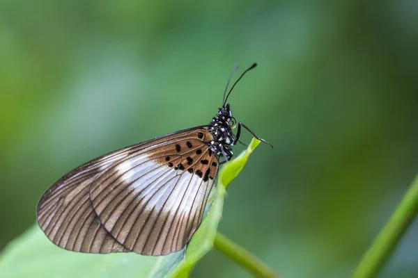 Tropische vlinder op een groen blad. Tanzania, Afrika — Stockfoto