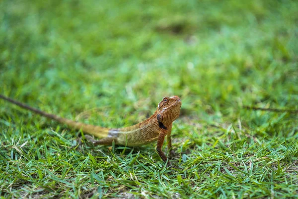 Ящерица гуляет по зеленой траве в Таиланде, закрывается. Концепция животных и природы. — стоковое фото
