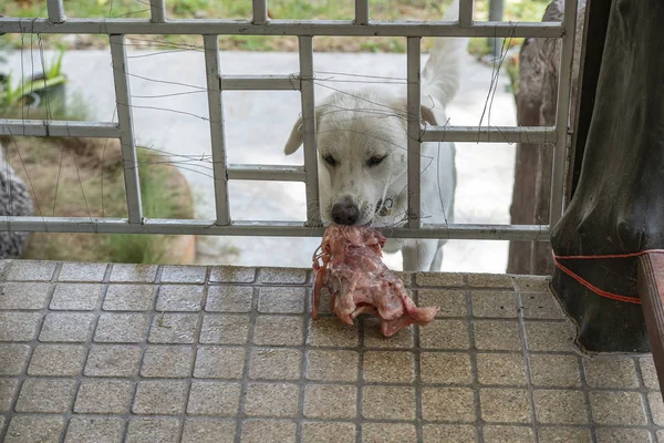 Ein hungriger Hund hält ein Stück Fleisch durch ein Gittertor auf der Veranda, aus nächster Nähe — Stockfoto