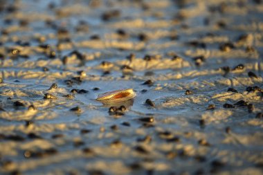 Gün batımında kumsalda açık deniz kabuğu, Tayland, kapat.