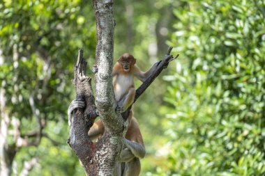 Borneo, Malezya 'nın yağmur ormanlarındaki vahşi hortumlu maymun ya da Nasalis larvası, yaklaşın.