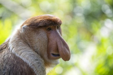 Borneo, Malezya 'nın yağmur ormanlarındaki vahşi hortumlu maymun ya da Nasalis larvası, yaklaşın.