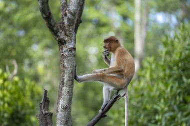 Borneo, Malezya 'nın yağmur ormanlarındaki vahşi hortumlu maymun ya da Nasalis larvası, yaklaşın.