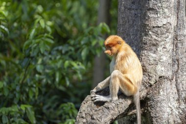 Borneo, Malezya 'nın yağmur ormanlarındaki vahşi hortumlu maymun ya da Nasalis larvası, yaklaşın.