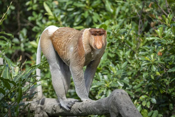 Wilder Rüsselaffe Oder Nasalis Larve Regenwald Der Insel Borneo Malaysia — Stockfoto