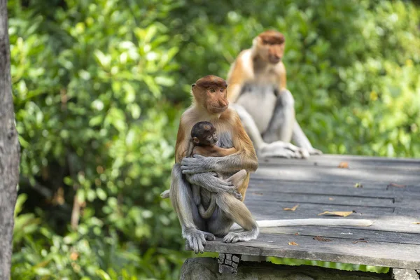 Άγριος Πίθηκος Proboscis Nasalis Larvatus Στο Τροπικό Δάσος Του Νησιού — Φωτογραφία Αρχείου