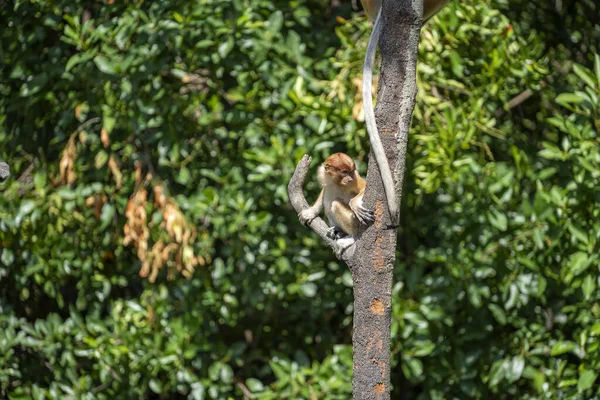 Macaco Proboscis Selvagem Larvatus Nasalis Floresta Tropical Ilha Bornéu Malásia — Fotografia de Stock