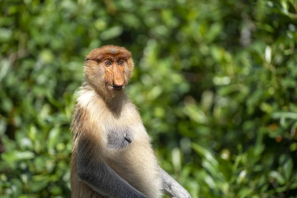 Wild Proboscis Monkey Nasalis Larvatus Rainforest Island Borneo Malaysia Close — Stock Photo, Image