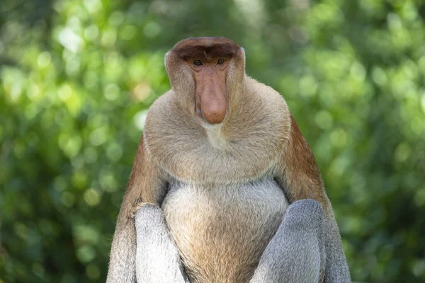 Macaco Proboscis Selvagem Larvatus Nasalis Floresta Tropical Ilha Bornéu Malásia — Fotografia de Stock