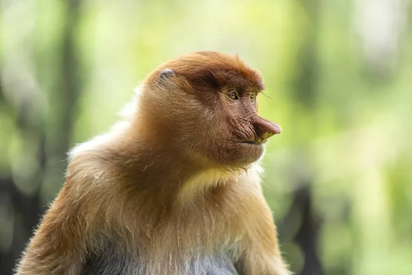 Dzika Małpa Proboscis Lub Nasalis Larvatus Lesie Deszczowym Wyspy Borneo — Zdjęcie stockowe