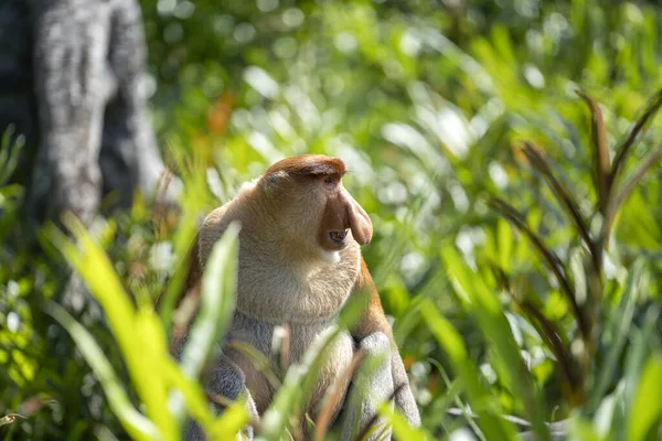 Wild Proboscis Monkey Nasalis Larvatus Rainforest Island Borneo Malaysia Close — Stock Photo, Image