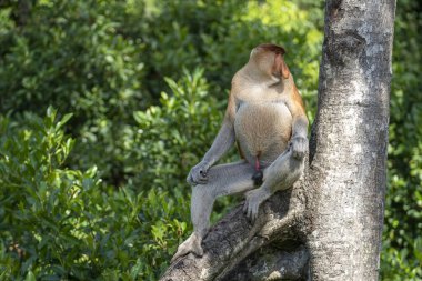 Borneo, Malezya 'nın yağmur ormanlarındaki vahşi hortumlu maymun ya da Nasalis larvası, yaklaşın.