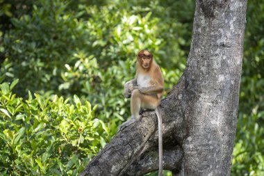Borneo, Malezya 'nın yağmur ormanlarındaki vahşi hortumlu maymun ya da Nasalis larvası, yaklaşın.