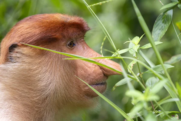 말레이시아 보르네오섬의 우림에 원숭이 — 스톡 사진
