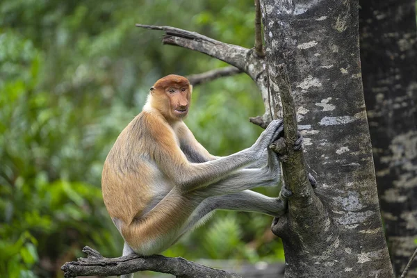 Wild Proboscis Monkey Nasalis Larvatus Rainforest Island Borneo Malaysia Close — Stock Photo, Image