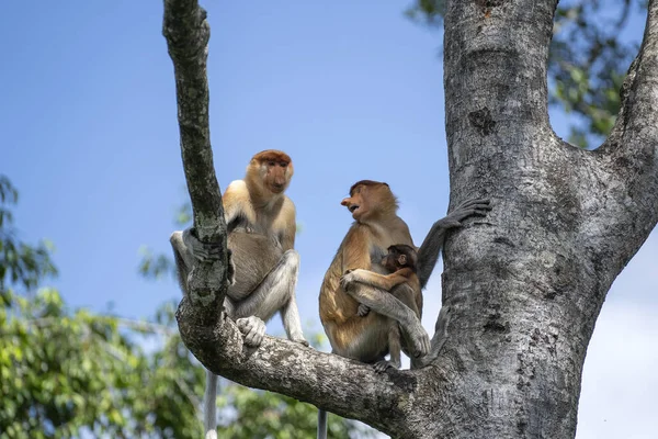 マレーシアのボルネオ島の熱帯雨林では 野生の原生動物のサルやナサリス幼虫が近づいています — ストック写真