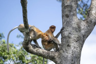 Borneo, Malezya 'nın yağmur ormanlarındaki vahşi hortumlu maymun ya da Nasalis larvası, yaklaşın.
