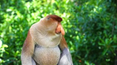 Borneo, Malezya 'nın yağmur ormanlarındaki vahşi hortumlu maymun ya da Nasalis larvası, yaklaşın.
