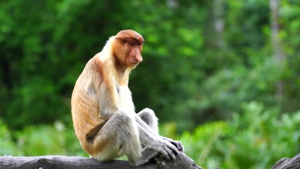 말레이시아 보르네오섬의 우림에 원숭이 — 비디오