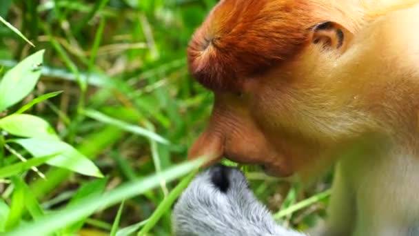Divoký Proboscis Opice Nebo Nasalis Larvatus Deštném Pralese Ostrova Borneo — Stock video