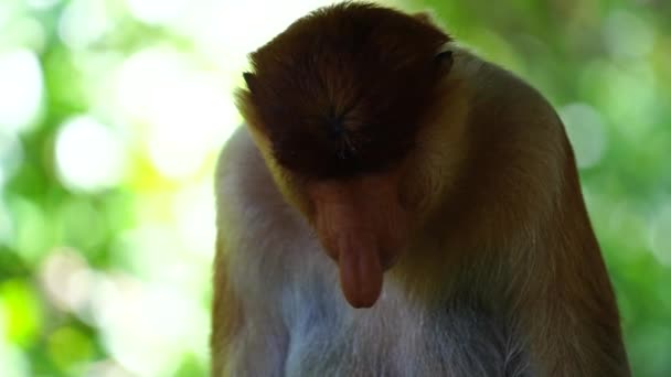 Άγριος Πίθηκος Proboscis Nasalis Larvatus Στο Τροπικό Δάσος Του Νησιού — Αρχείο Βίντεο